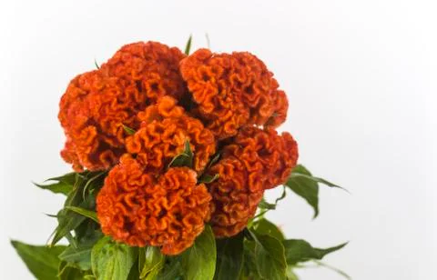 Brain red celosia with background bench, isolated Stock Photos