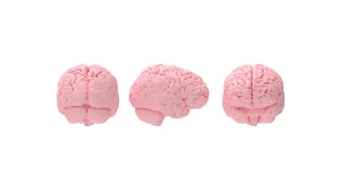Brain rendering with front and back views showcasing the intricate details and Ilustración de archivo