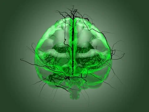 Brain root concept of a root growing in the shape of a human brain. Stock Illustration