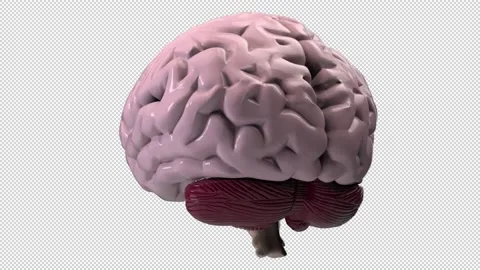 Brain rotating -3d render looped with alpha channel. Video stock 167506721