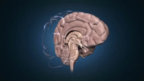 Brain rotating showing half section of the brain. 스톡 동영상 71011142