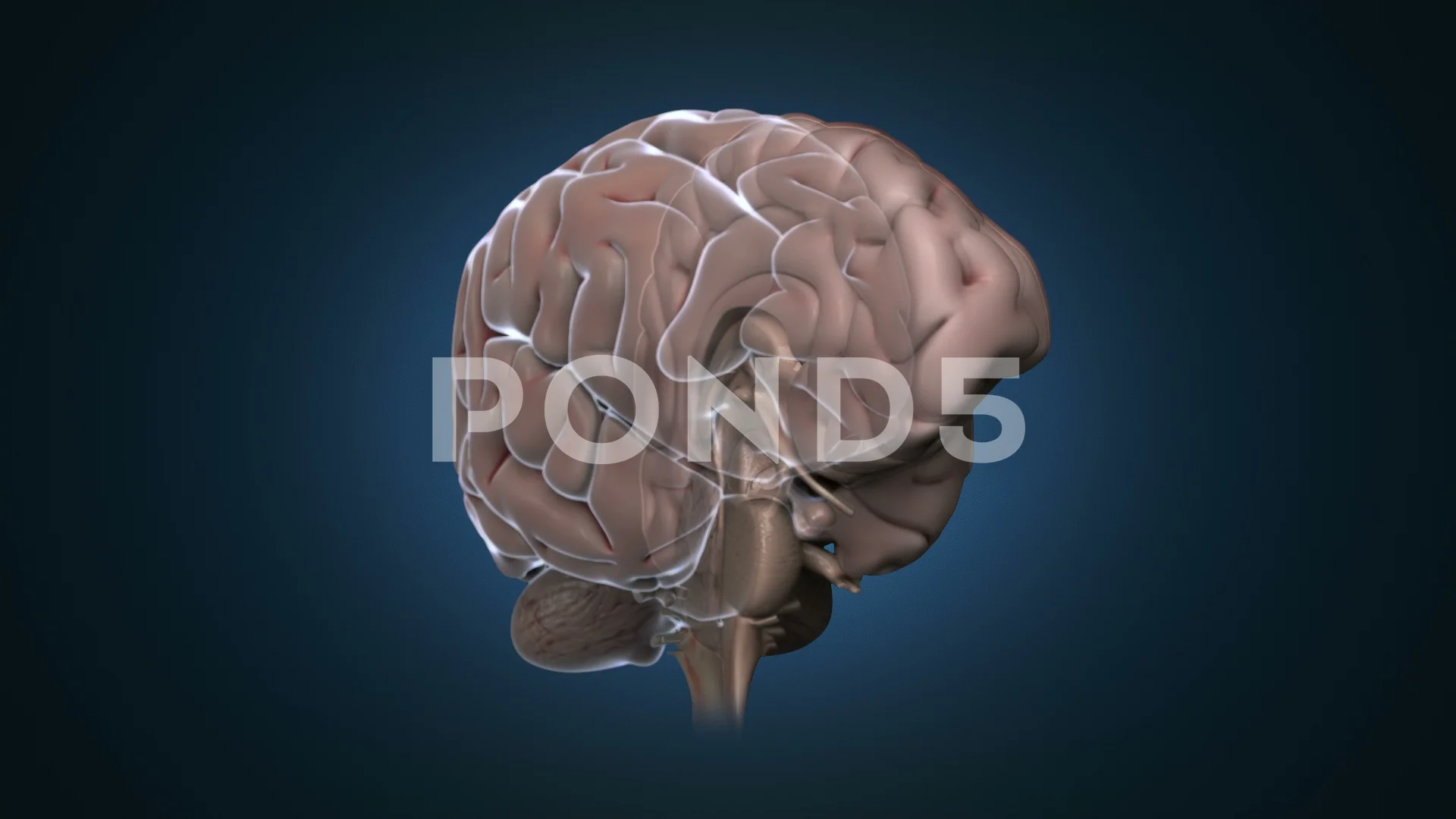 Rotating Brain Stock Footage ~ Royalty Free Stock Videos | Pond5