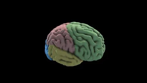 Brain Rotation Loop Background 3D Rendering Animation. Human Brain Lobe - Par Stock Photos