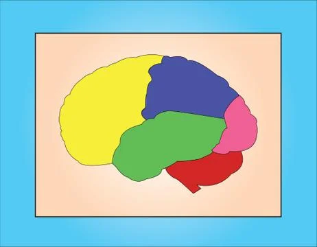 Brain samples Stock Illustration