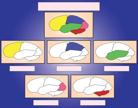 Brain samples Illustrazione stock
