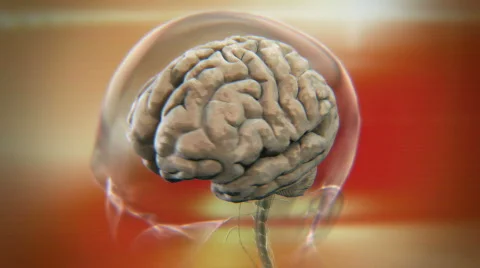 Brain scan 動画素材 791046