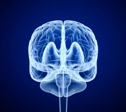 Brain scan, X-ray , front view Stock-Illustration