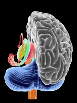 Brain section, artwork Stock Illustration