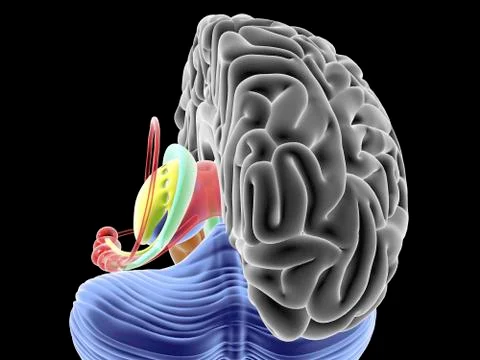Brain section, artwork Stock Illustration
