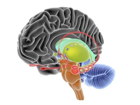Brain section, artwork Stock Illustration
