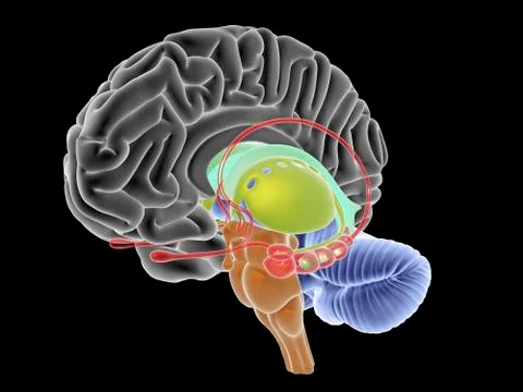 Brain section, artwork Stock Illustration