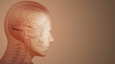 Brain Section Labeled 스톡 동영상 112644382