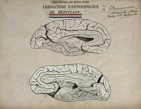Brain sections. Drawing by Lonce Manouvrier, ca. 1900. Stock Illustration