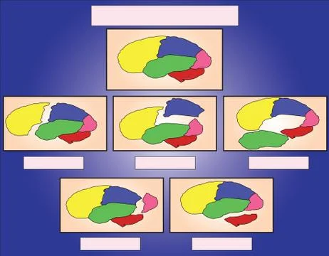 The brain sections Stock Illustration