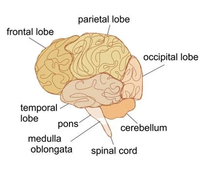 Brain sections illustration Stock Illustration
