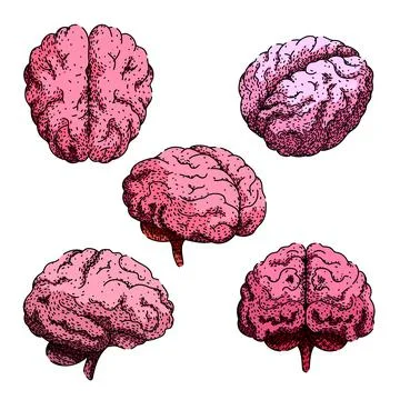 Brain set sketch hand drawn vector Ilustración de archivo