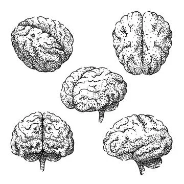 Brain set sketch hand drawn vector Ilustración de archivo