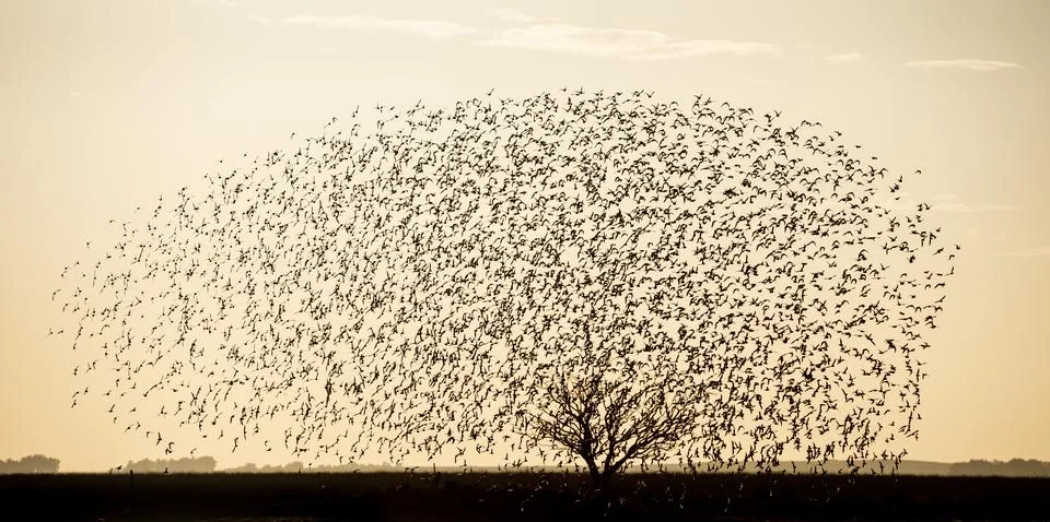 Brain shape of birds Fotos Stock
