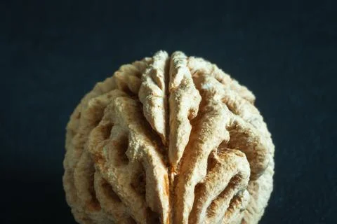 Brain shape nectarine fruit stone seed closeup Photos