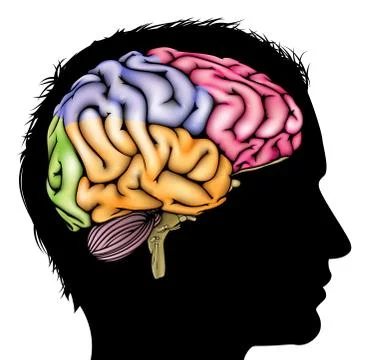 Brain silhouette concept 库存插图