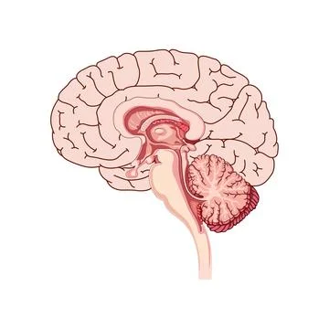 Brain silhouette icon イラスト素材