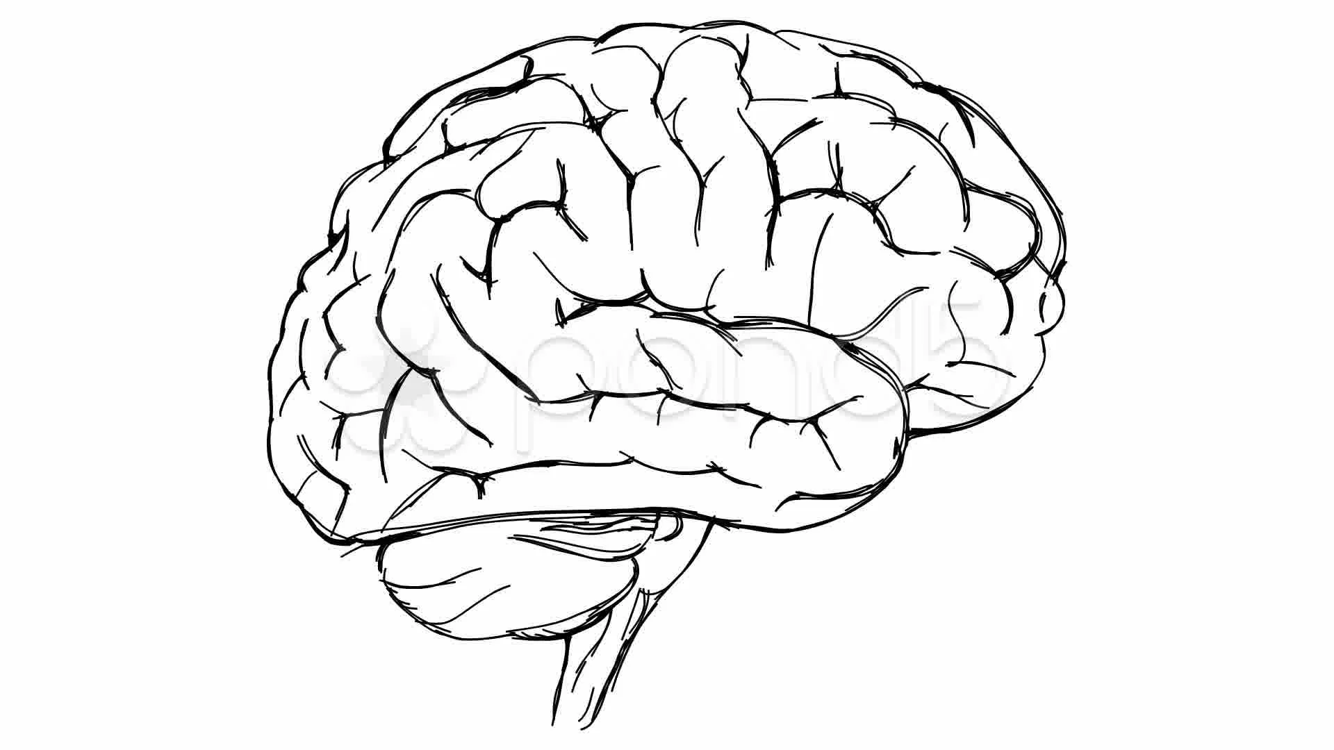 Head Brain Science Drawing High-Res Vector Graphic - Getty Images