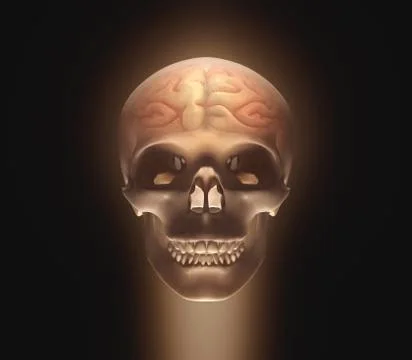 Brain Skull Stock Illustration