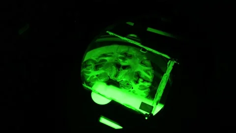 Brain slide in laboratory microscope Stock Footage 152299980