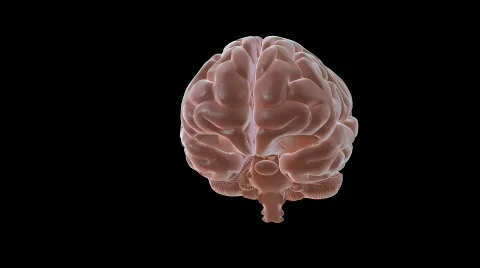 Brain Spin Stock Footage