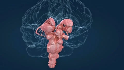 Brain stem and diencephalon Stock Footage 327414173
