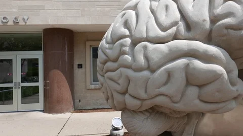 Brain Stone Rotation IUB Closeup, Steadicam Stabilized, 4k Stock Footage 95162779