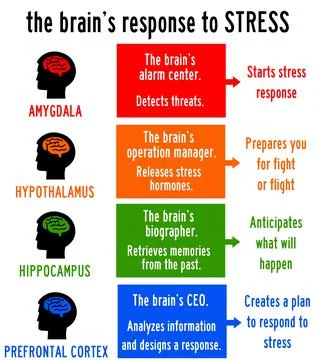 Brain stress reponse Stock-Illustration