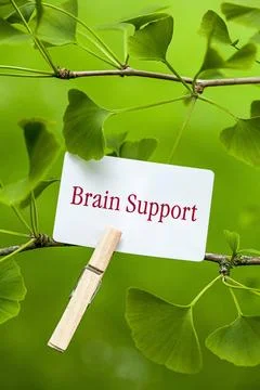 Brain Support The Word ?Brain Support in a Ginkgo Tree Copyright: xZoonar.... Stockfoto's