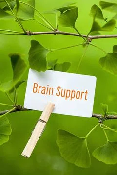 Brain Support The Word ?Brain Support in a Ginkgo Tree Copyright: xZoonar.... Stockfoto's