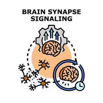 Brain synapse signaling creating neural connections and thought processing Stock Illustration