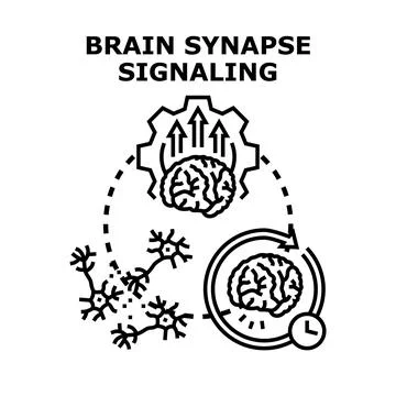 Brain synapse signaling creating neural connections and thought processing Stock Illustration