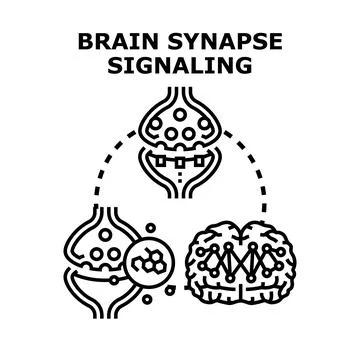 Brain synapse signaling neural network communication concept Stock-Illustration