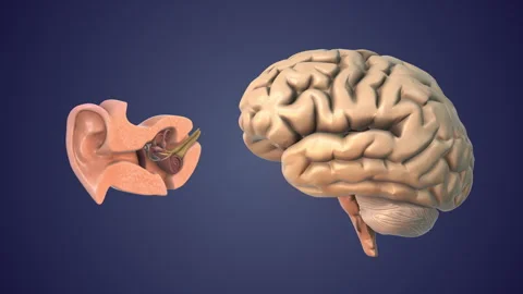Brain Temporal Lobe Role in Hearing Processing Video stock 326413138