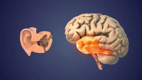 Brain Temporal Lobe Role in Hearing Processing Stock Illustration
