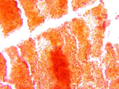 Brain tissue microscopic photography Stock Photos