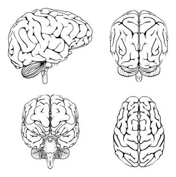 Brain from top side front and back Stock Illustration
