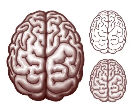 Brain. Top view Stock Illustration