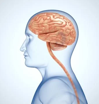 The brain in the transparent head on the light-blue background Illustrazione stock