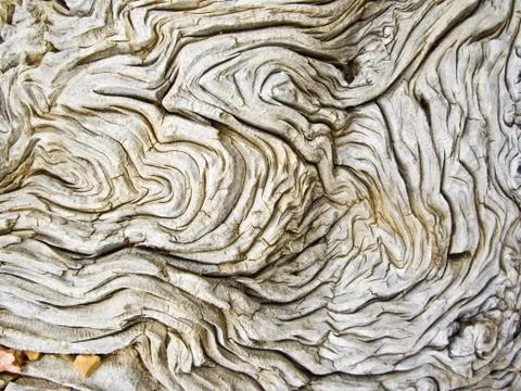 Brain tree Stock Photos