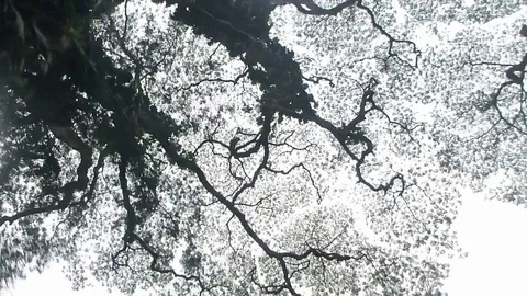 Brain Trees Green Tilt-Up Stock Footage 78334346