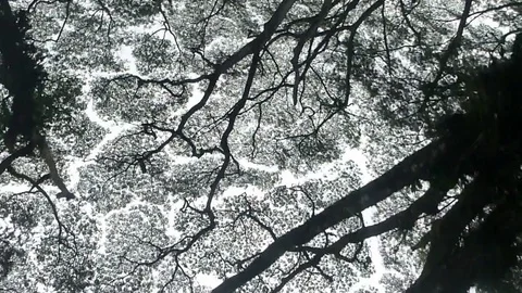 Brain Trees Green Tree Track Stock Footage 78336690