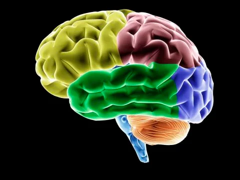 Brain various brain areas highlighted in colour conceptual image for neurology Stock Illustration