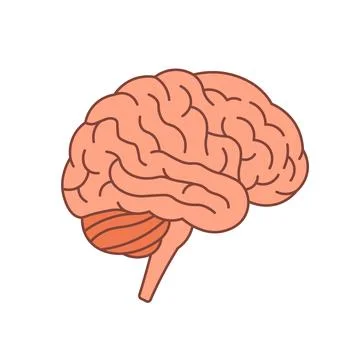 Brain vector flat human anatomy icon. Cartoon brain medical side view isolated Stock Illustration