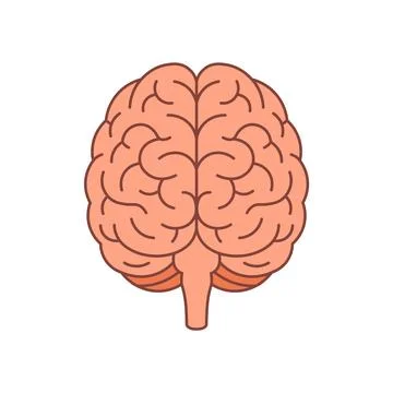 Brain vector flat human anatomy icon. Cartoon brain medical isolated flat head Stock Illustration