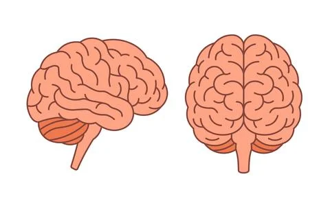 Brain vector flat human anatomy icon. Cartoon brain medical side view front view Stock Illustration